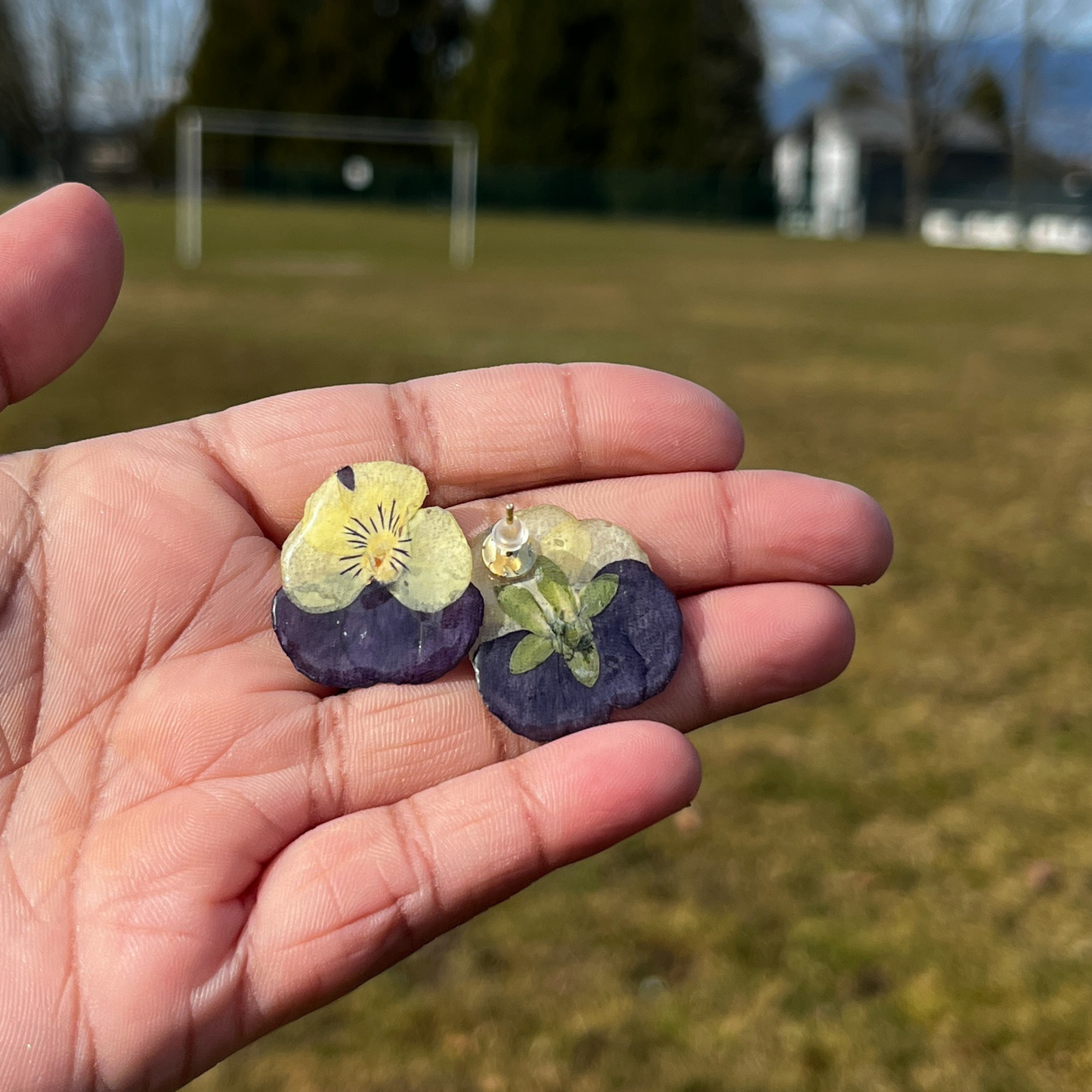 Real Yellow Purple Pansies Studs