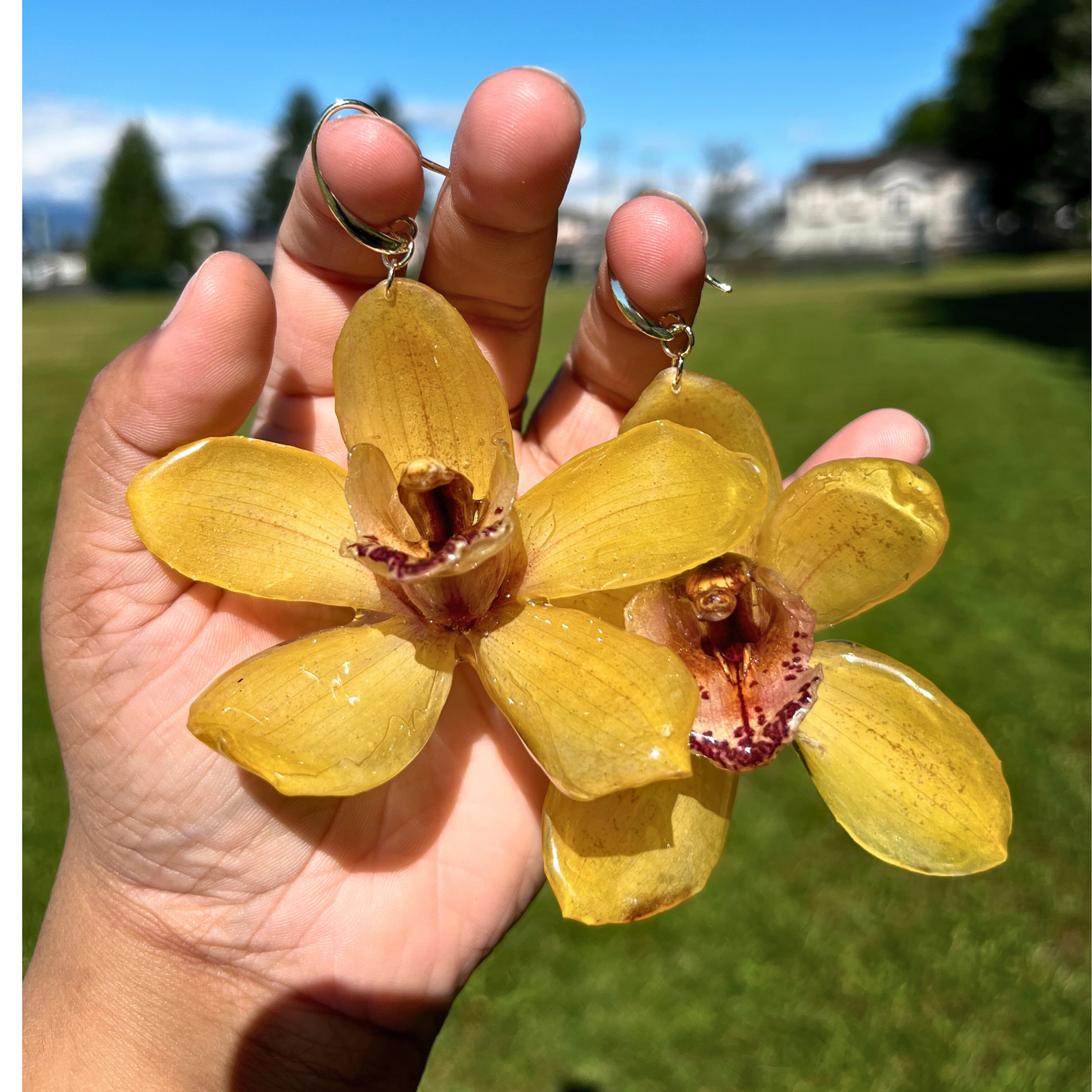 Real Yellow Cymbidium orchid Earring