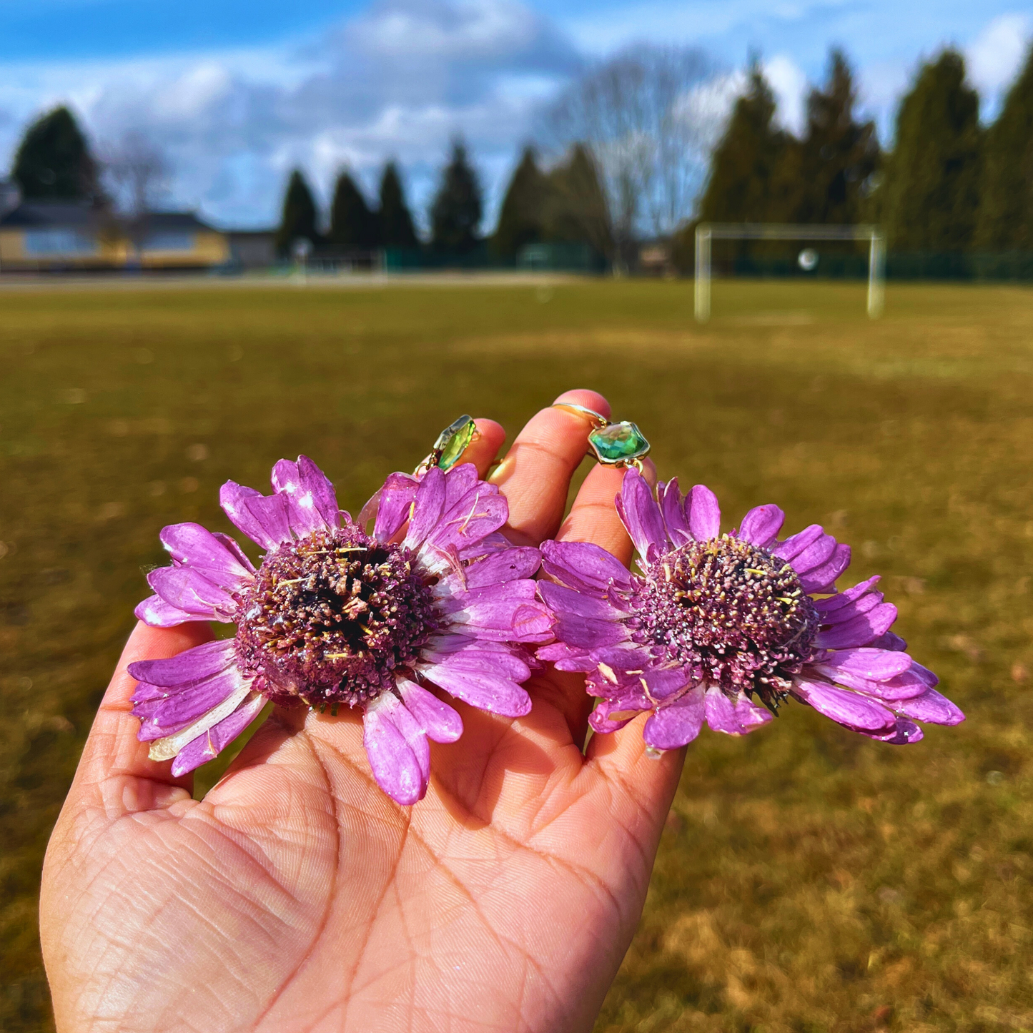 Real Gerbera Earrings