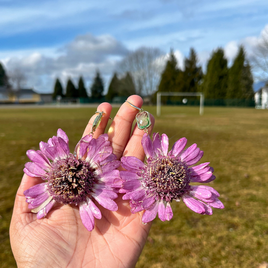 Real Gerbera Earrings
