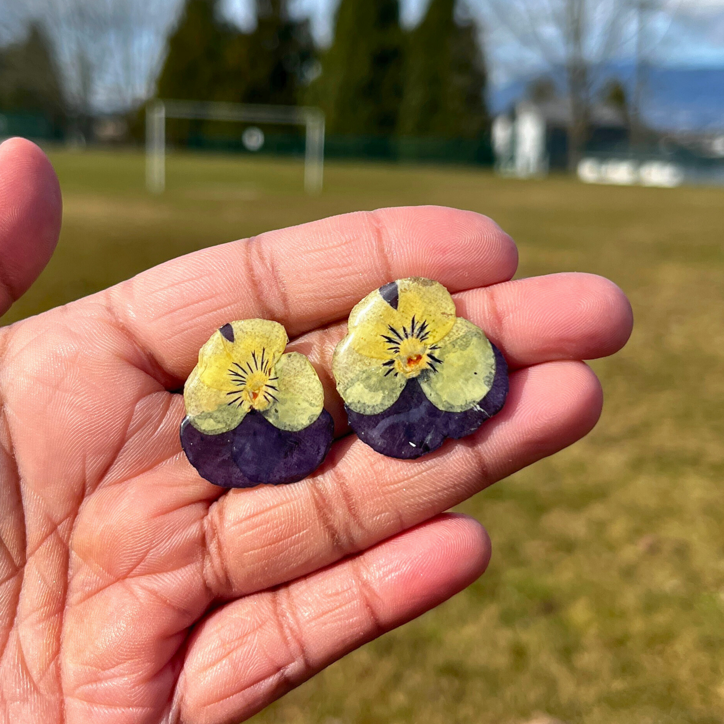 Real Yellow Purple Pansies Studs