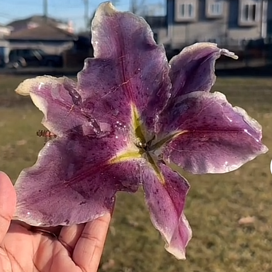 Real Lily Hairpin