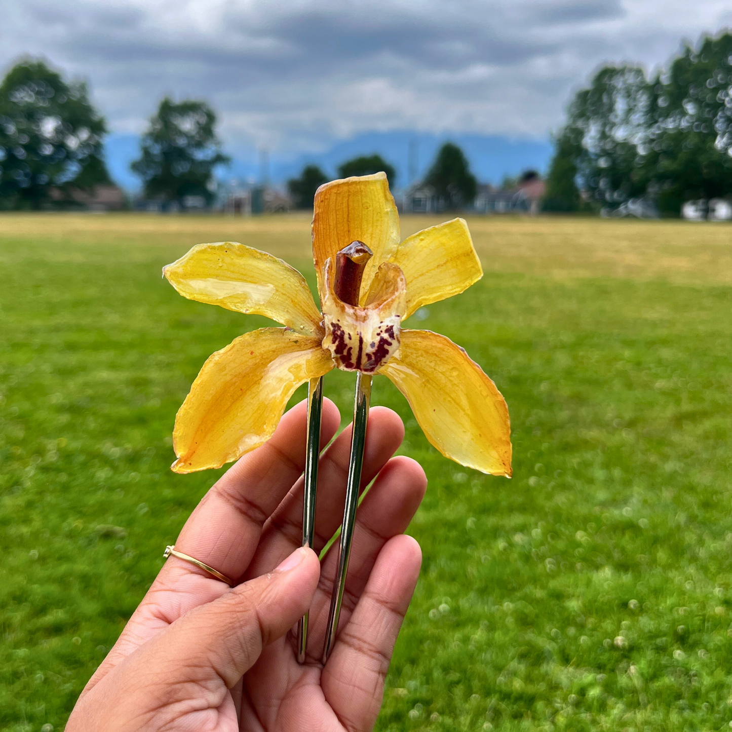 Yellow Real Orchid Cymbidium French Hair Pin