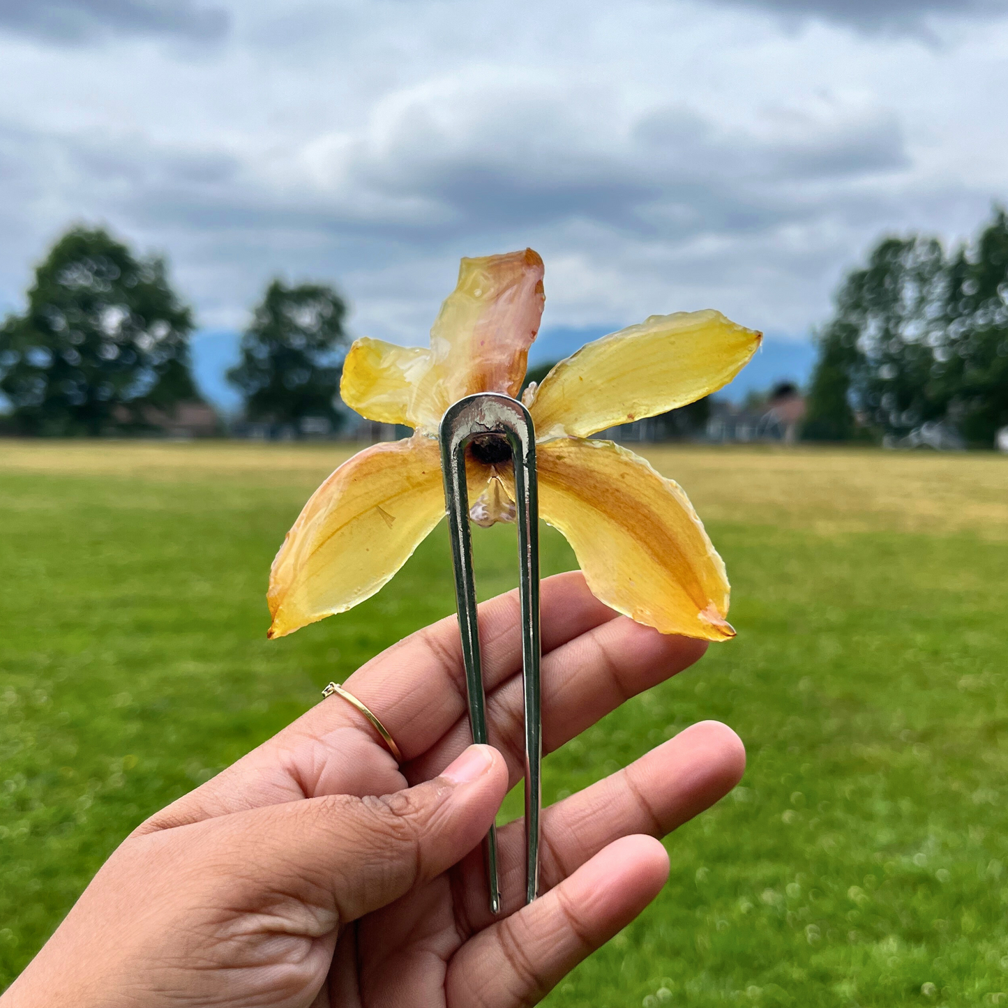 Yellow Real Orchid Cymbidium French Hair Pin