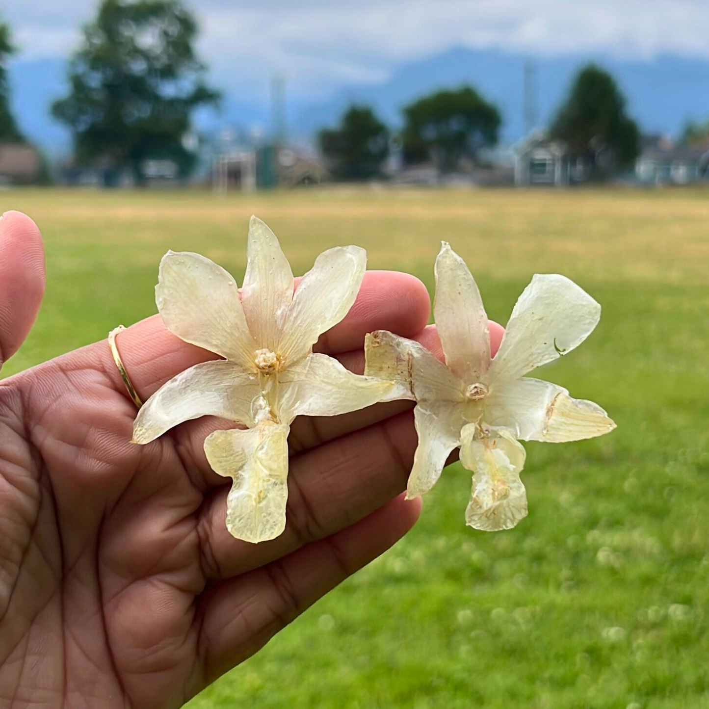 Real White Orchid - Bridal Earrings