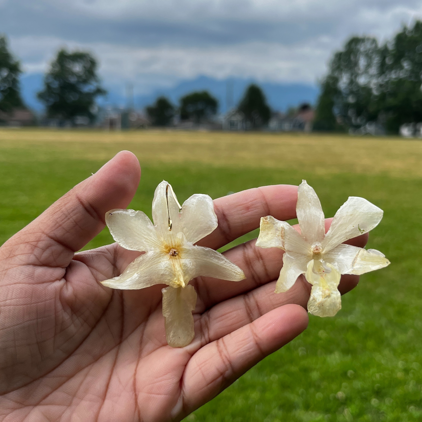 Real White Orchid - Bridal Earrings